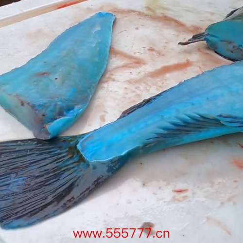 鱼肉竟然还有蓝色的 这是变异了？